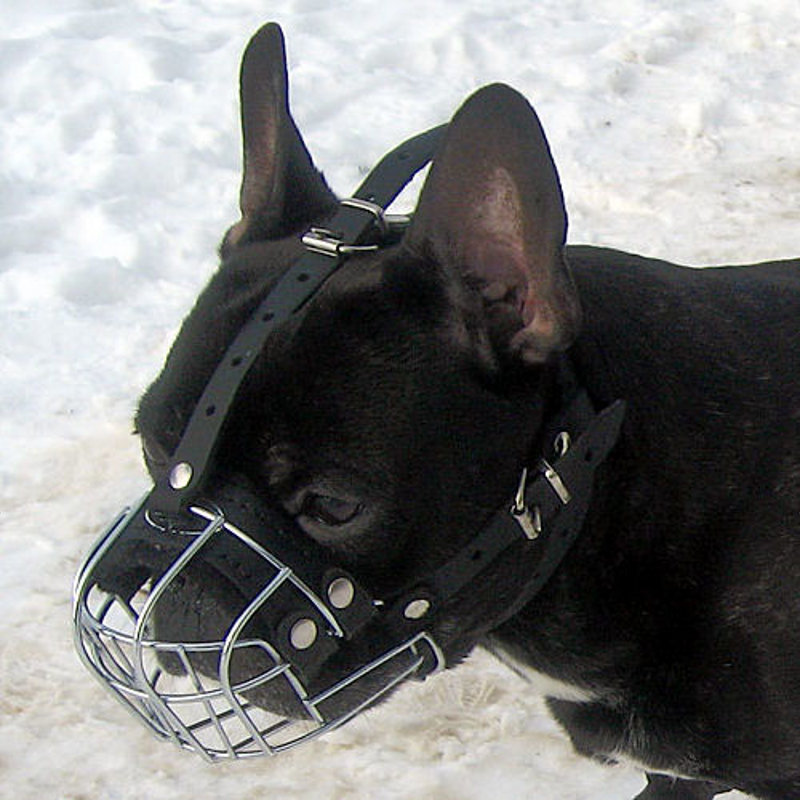 flat faced dog muzzle flat faced dog muzzle