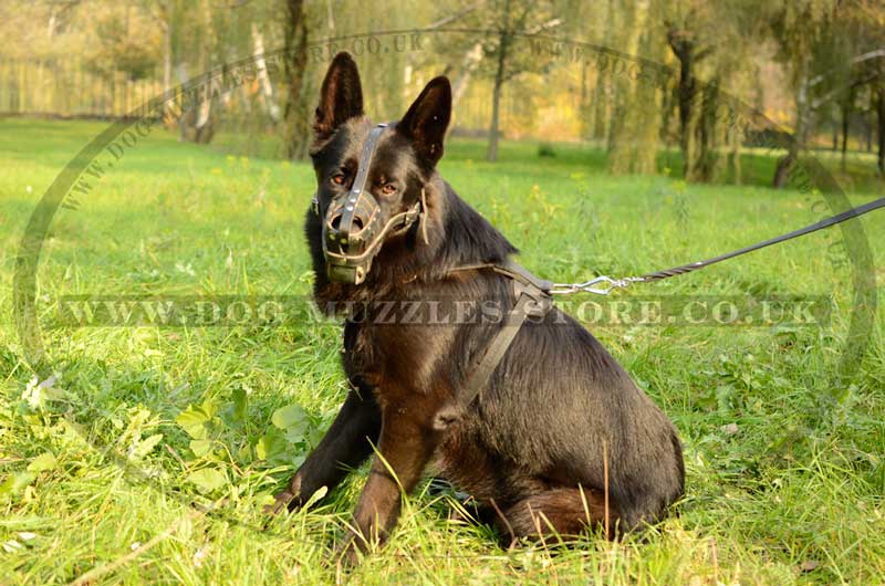 Reliable Leather Muzzle For German Shepherd