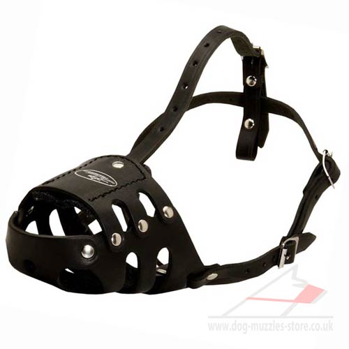 Pitbull Training Dog Muzzle