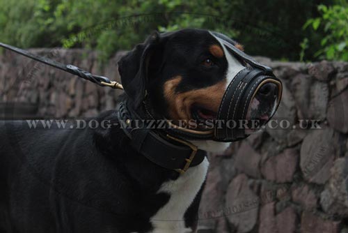 Swiss Mountain Dog Muzzle Loop