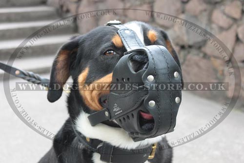 Swiss Mountain Dog Muzzle of Natural Leather