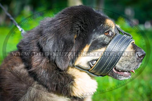 Tibetian Mastiff Muzzle Dog Barking Deterrent