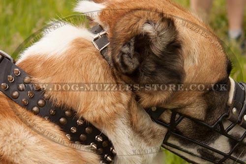 Best Muzzle for Dogs