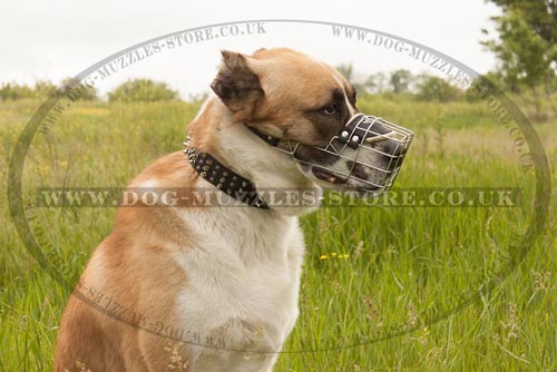 Central Asian Shepherd Dog Muzzle