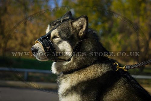 Alaskan Malamute Muzzle to Stop Dog Barking