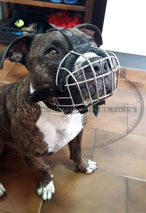 Bestseller Pitbull Muzzle UK