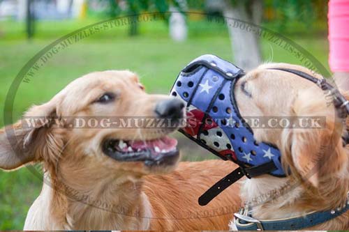 Golden Retriever muzzle UK