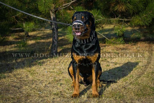 basket dog muzzle for Rottweiler