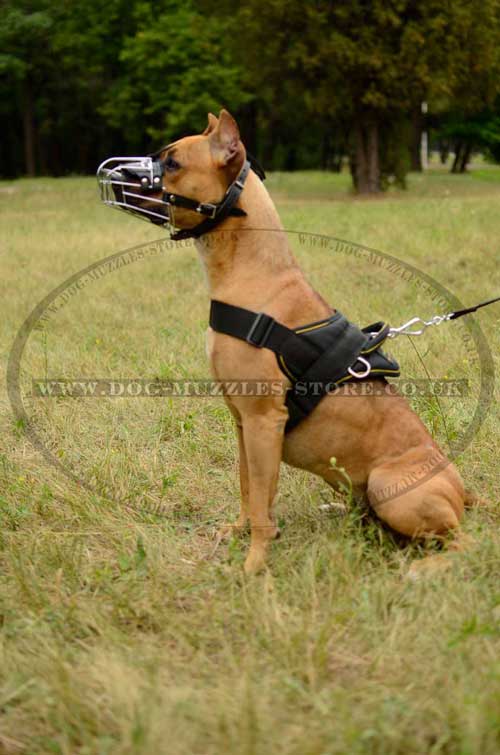 best dog harness