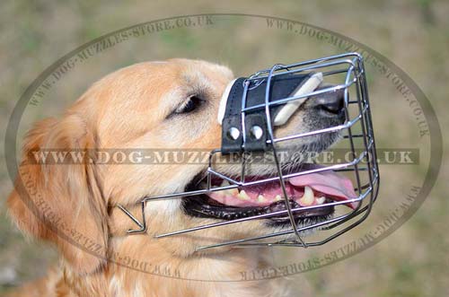 Wire Dog Muzzle That Allows Drinking