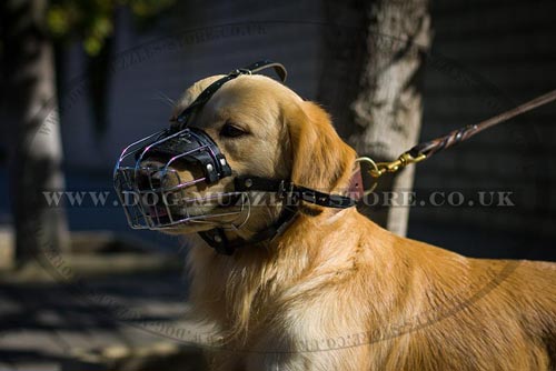 Basket Dog Muzzle with Leather Dog Collar