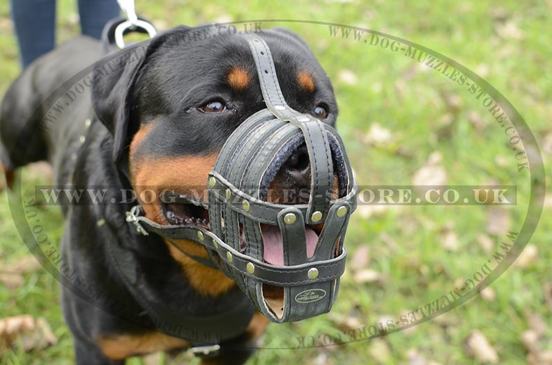 rottweiler muzzle padded muzzle basket rottweiler muzzle uk 163 36 88 rottweiler muzzle padded muzzle basket rottweiler muzzle uk 163 36 88