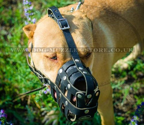 Pit bull muzzle for dogs UK