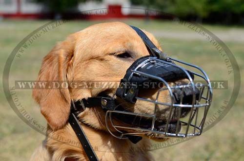 Muzzle for dog