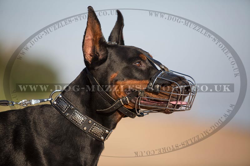 The Best Doberman Basket Muzzle