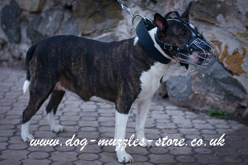 English Bull Terrier Muzzle UK Wire Dog Muzzle