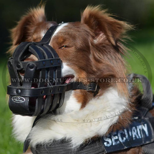 Bestseller Dog Muzzle for Australian Shepherd