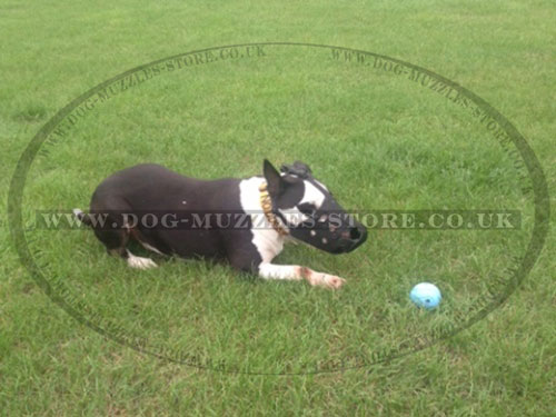 English Bull Terrier Muzzles UK