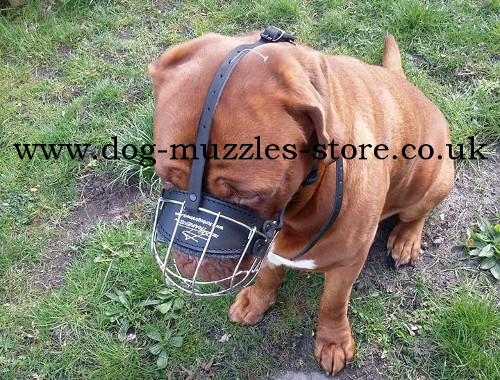 Dog muzzle for Dogue De Bordeaux UK