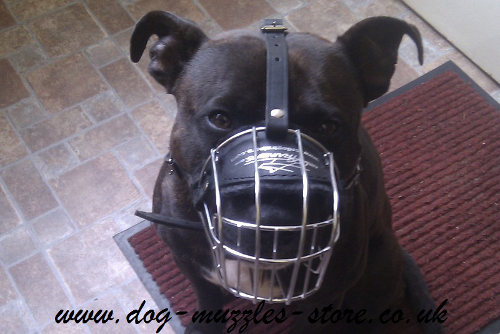 Staffie Muzzles UK