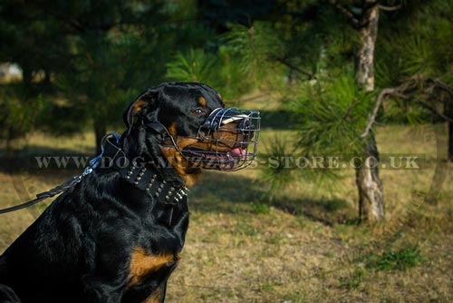 The best dog muzzle for Rottweiler