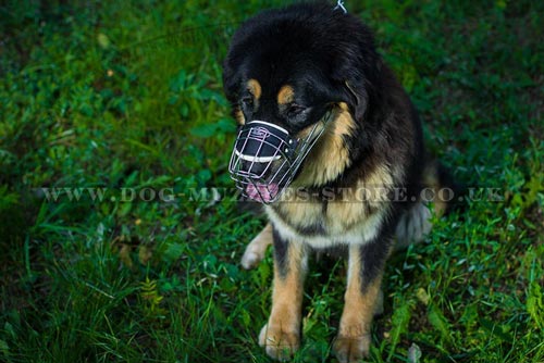 Tibetian Mastiff Muzzle UK