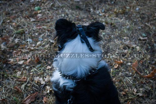 Collie Muzzle Basket for Dogs