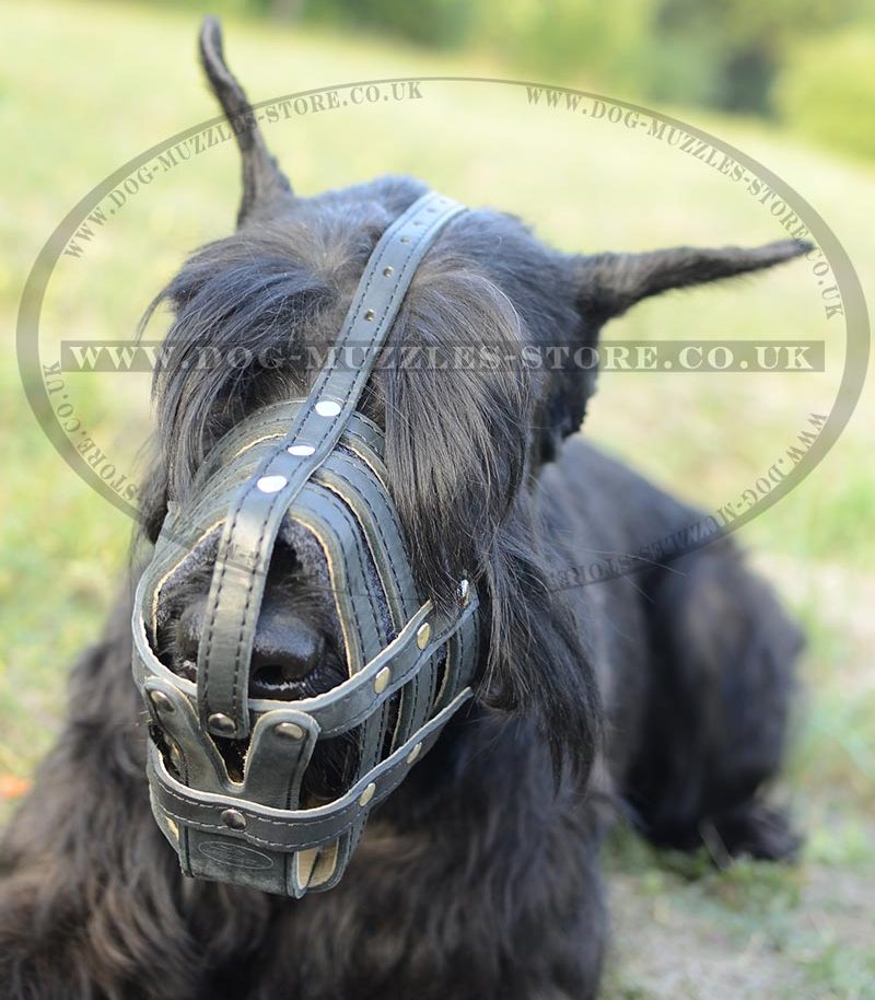 schnauzer muzzle giant schnauzer muzzle size 36 88 giant schnauzer size