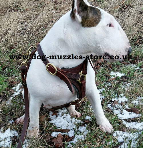 dog harness for sale uk