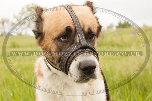 Central Asian Shepherd Dog Soft Muzzle