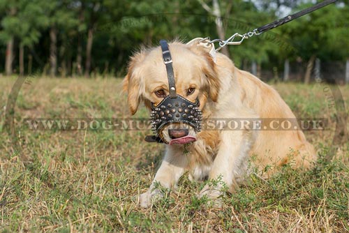 Buy Golden Retriever Muzzle for Dogs