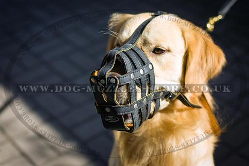 buy golden retriever puppy uk golden retriever muzzle uk soft muzzle padded 163 36 88 buy golden retriever puppy uk golden retriever muzzle uk soft muzzle padded 163 36 88