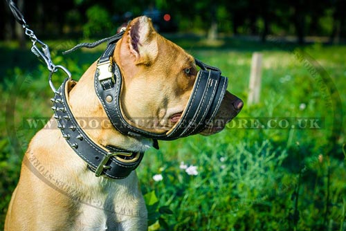 Pitbull Stop Barking Dog Leather Muzzle