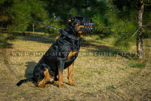 Rottweiler Muzzle UK for Sale Online