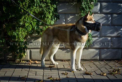 Husky Muzzle for Dogs