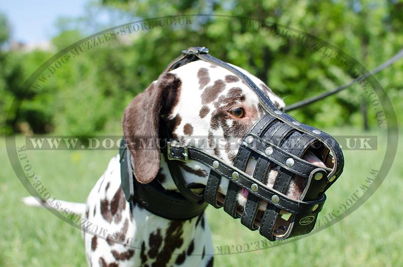 Dalamtian Muzzle Uk Bestseller Padded Dog Muzzle 36 88