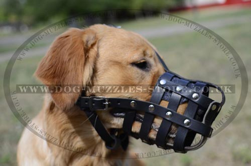 Golden Retriever Muzzle Size UK