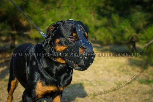 K9 Dog Muzzles UK Rottweiler Size