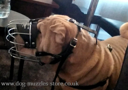 Shar Pei Muzzle UK