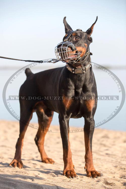 Wire Dog Muzzle UK