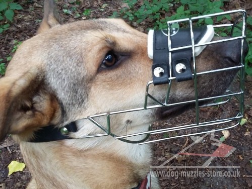 Belgian Malinois Muzzles UK