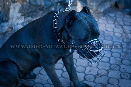 Large dog muzzle for Cane Corso