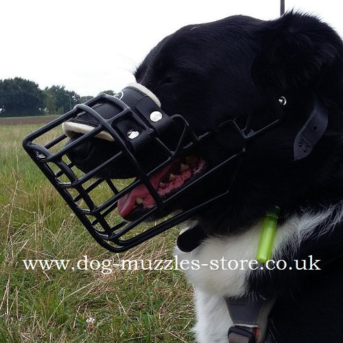 Border Collie Muzzle Shape Basket