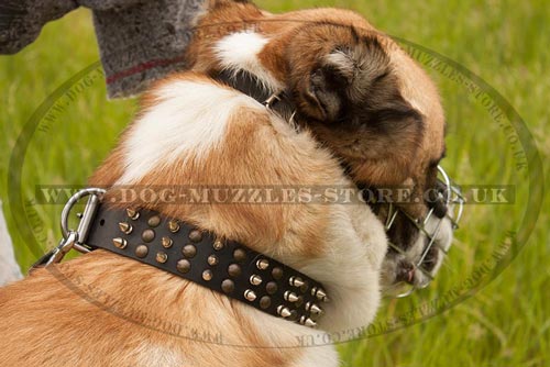 Central Asian Shepherd Dog Muzzle