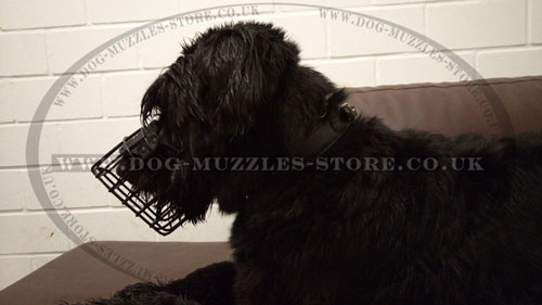 Giant Schnauzer Dog Muzzle Size
