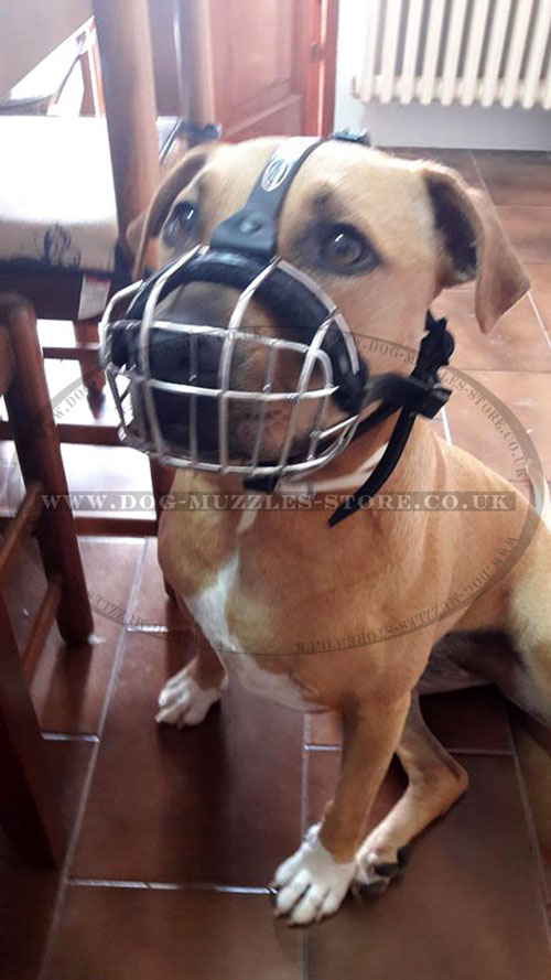 Dog Basket Muzzle for Pitbull