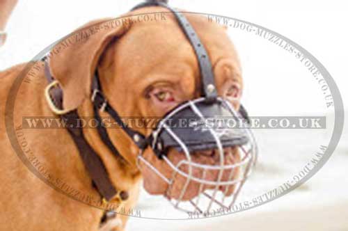 Dog muzzle for Dogue De Bordeaux UK