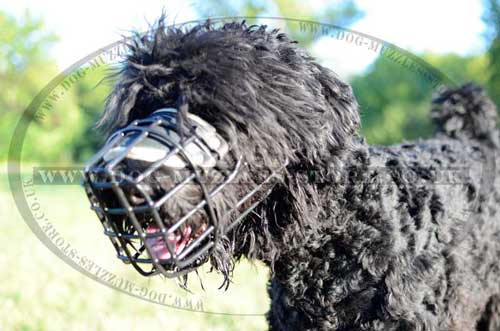 Black Russian Terrier dog muzzle