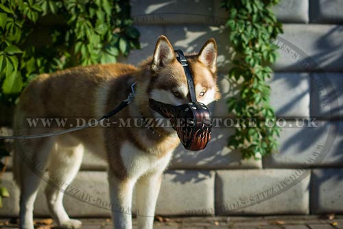 Dog Training Muzzle With Handmade Designer Painting