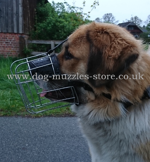 Caucasian Shepherd Dogs Muzzles